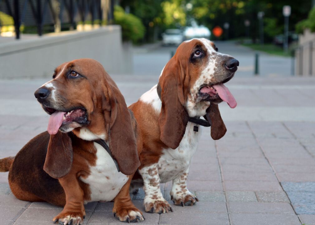#9. Basset hound